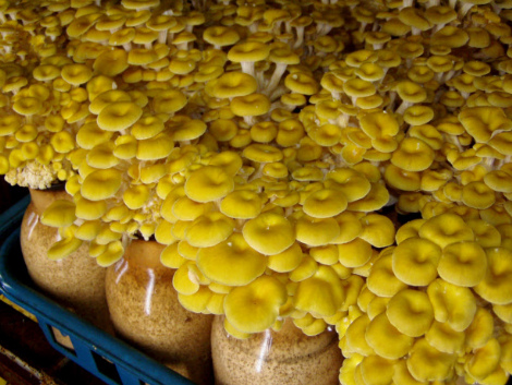 圖片關鍵詞 http://www.kayekong.com/ewebeditor/uploadfile/20171009104138453001.png