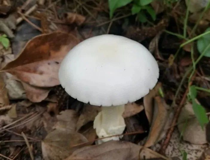 圖片關鍵詞 https://mmbiz.qpic.cn/mmbiz_jpg/OnRbAd1HL447AVvicLf3JHEJun5lHxh0yeQd3u2BBVntEqsRdpsZ6Sf2Pb5ZOVtbFV5CnplHFEqjTFPusRuZ8Zg/640?wx_fmt=jpeg