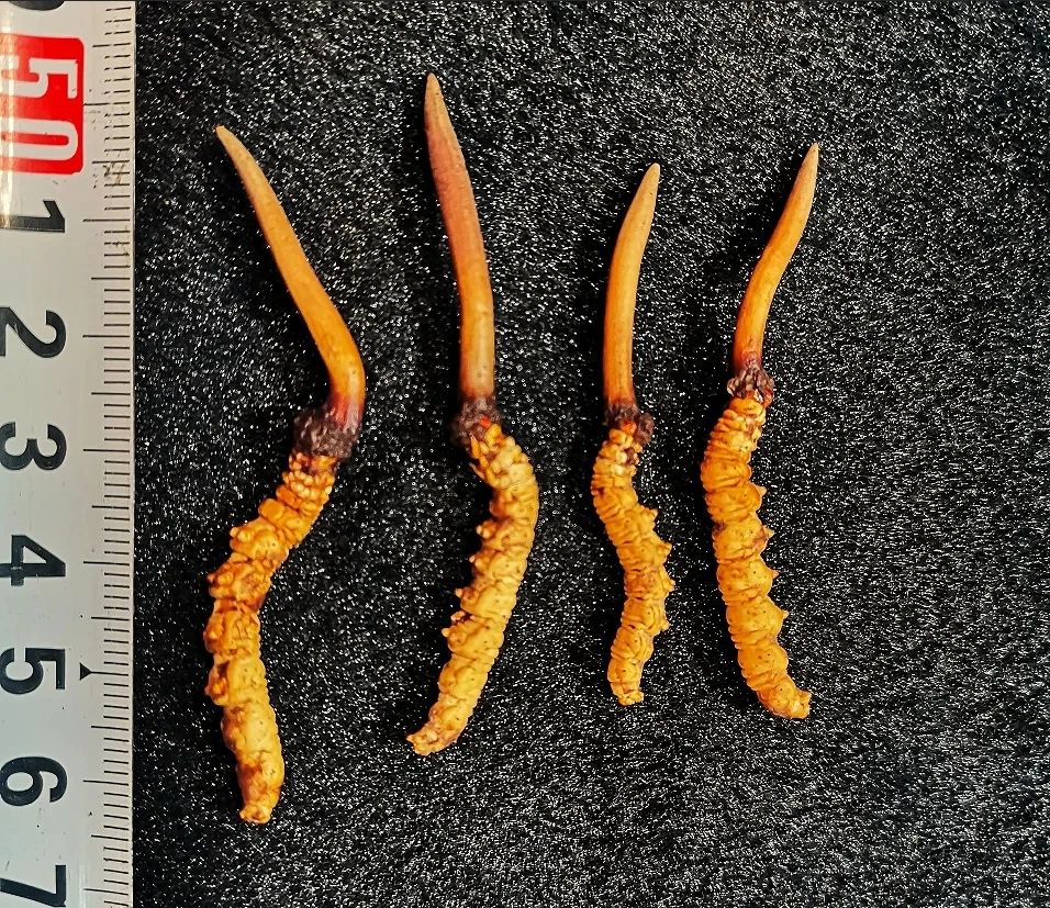 圖片關鍵詞 圖片關鍵詞